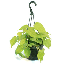 Load image into Gallery viewer, Philodendron, 8in hb, Lemon Cordatum
