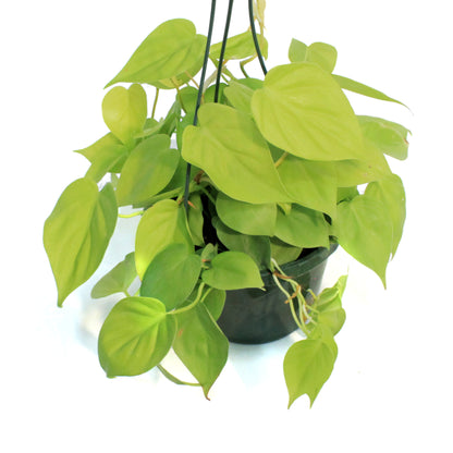 Philodendron, 8in hb, Lemon Cordatum