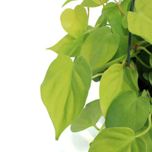Load image into Gallery viewer, Philodendron, 8in hb, Lemon Cordatum
