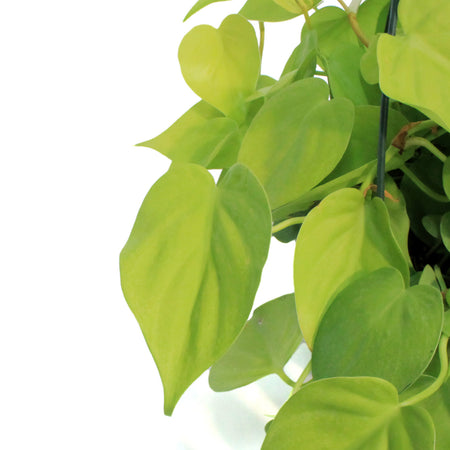 Philodendron, 8in hb, Lemon Cordatum