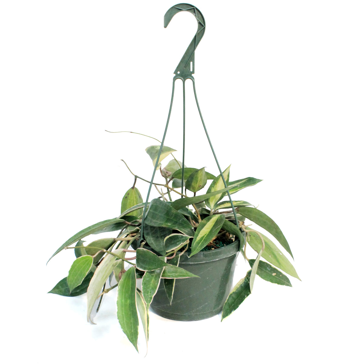 Hoya, 8in, Macrophylla, Hanging Basket