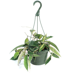 Hoya, 8in, Macrophylla, Hanging Basket