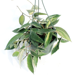 Hoya, 8in, Macrophylla, Hanging Basket