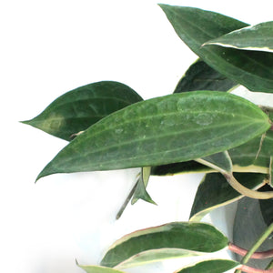 Hoya, 8in, Macrophylla, Hanging Basket