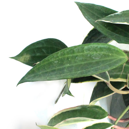 Hoya, 8in, Macrophylla, Hanging Basket