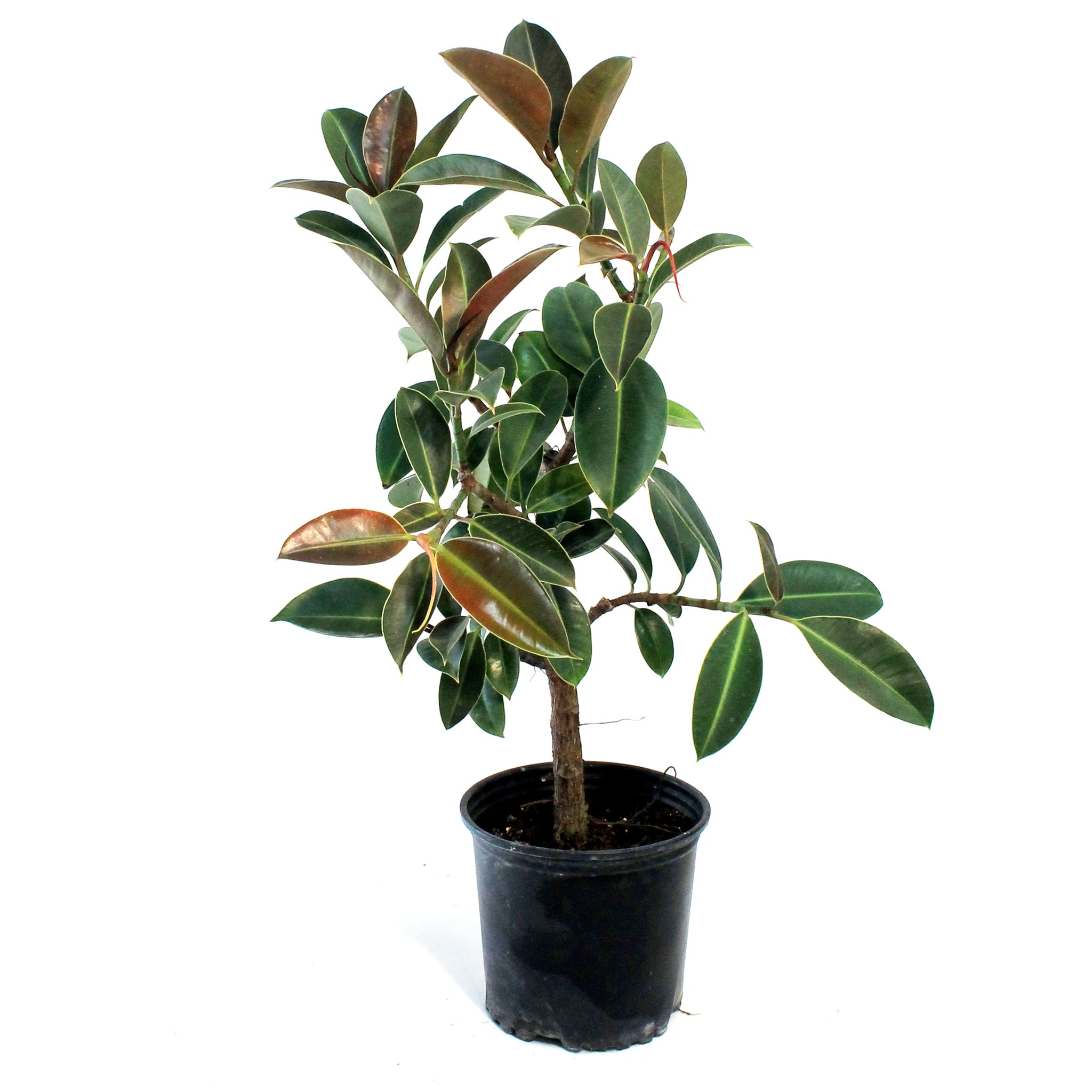 melany rubber tree Ficus, 8in, Elastica Melany Standard – Floral Acres Greenhouse & Garden Centre