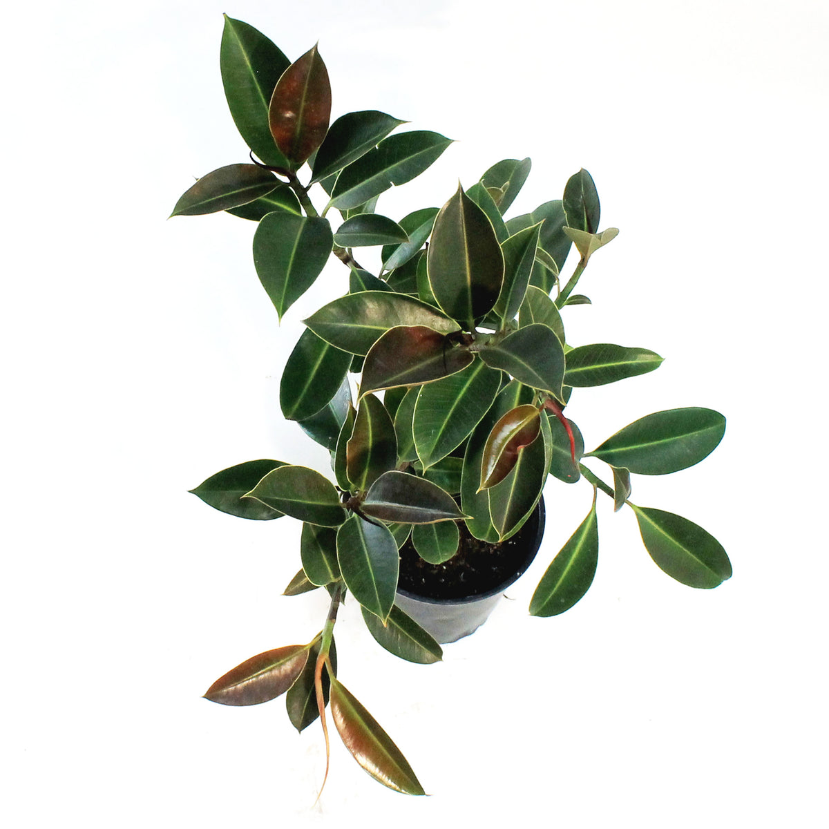 Ficus, 8in, Elastica Melany Standard