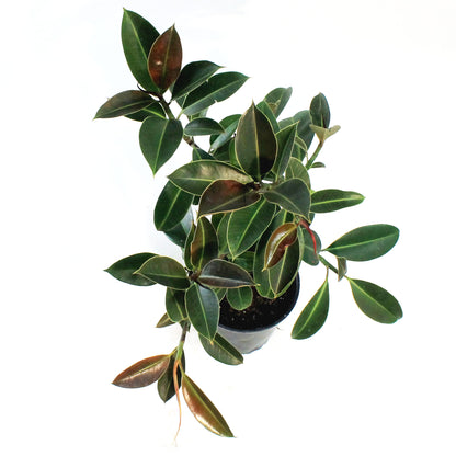 Ficus, 8in, Elastica Melany Standard