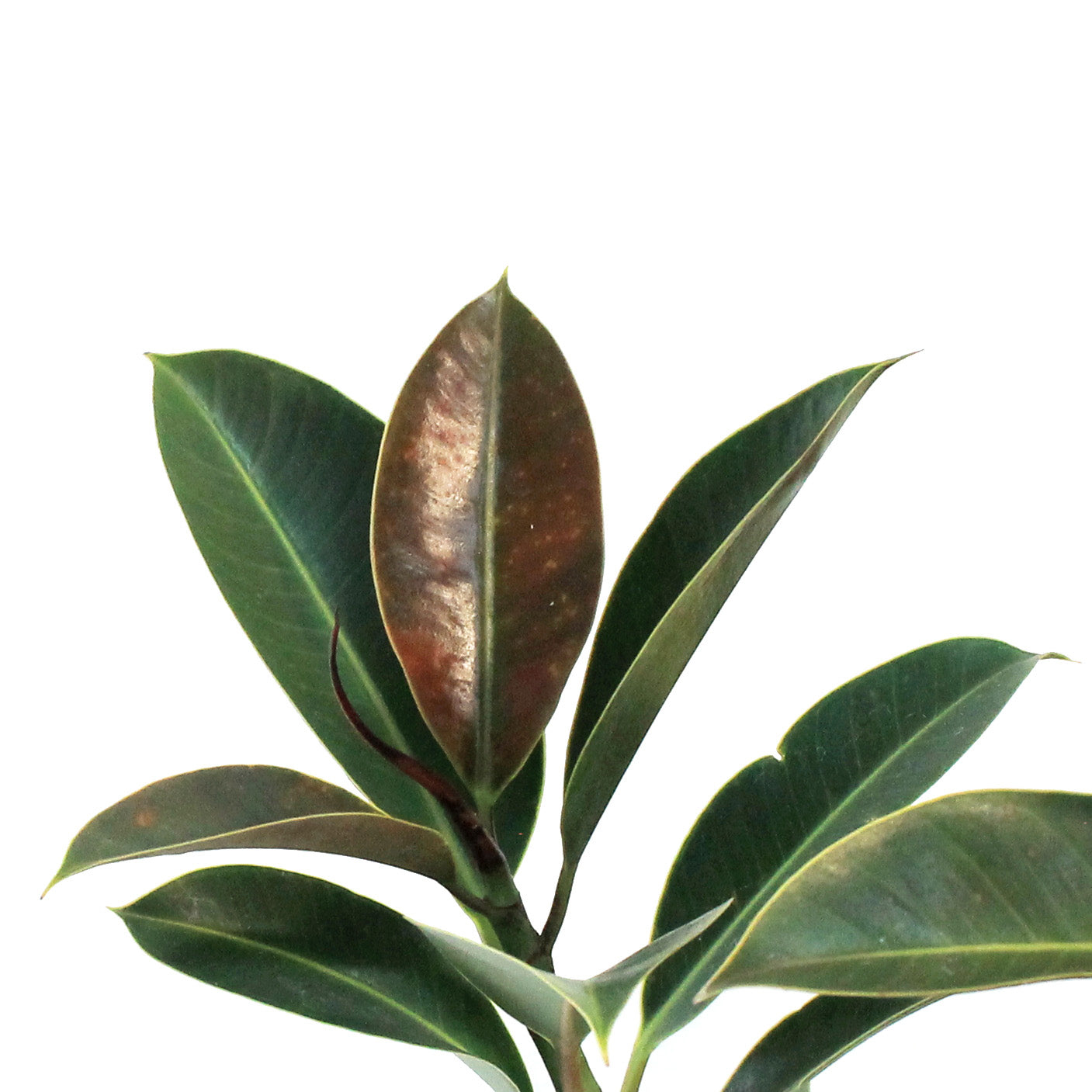 melany rubber tree Ficus, 8in, Elastica Melany Standard – Floral Acres Greenhouse & Garden  Centre