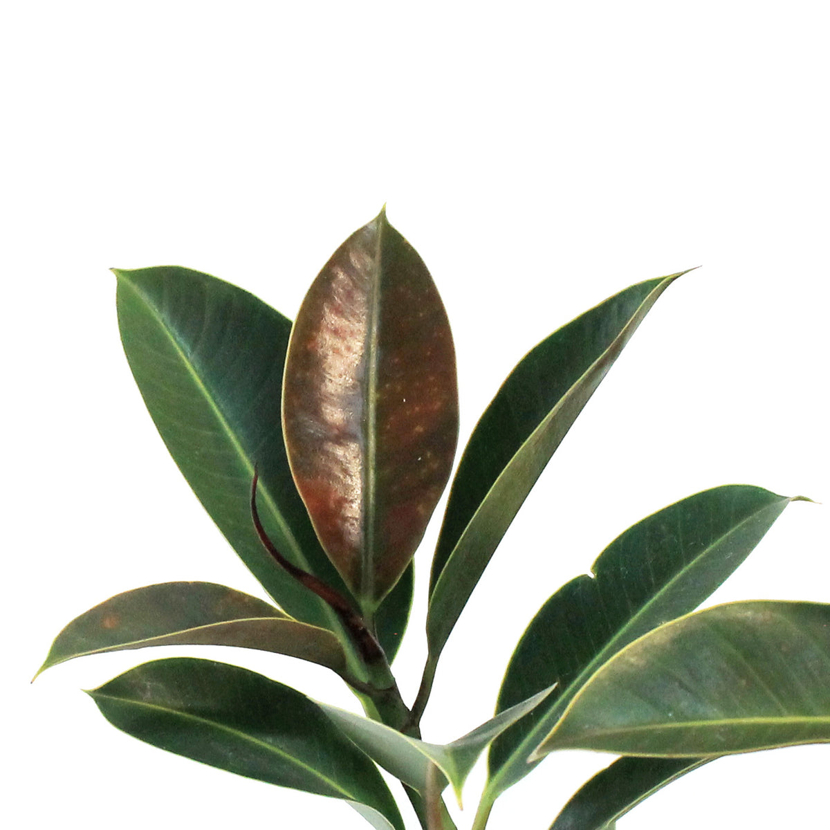 Ficus, 8in, Elastica Melany Standard