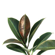 Load image into Gallery viewer, Ficus, 8in, Elastica Melany Standard
