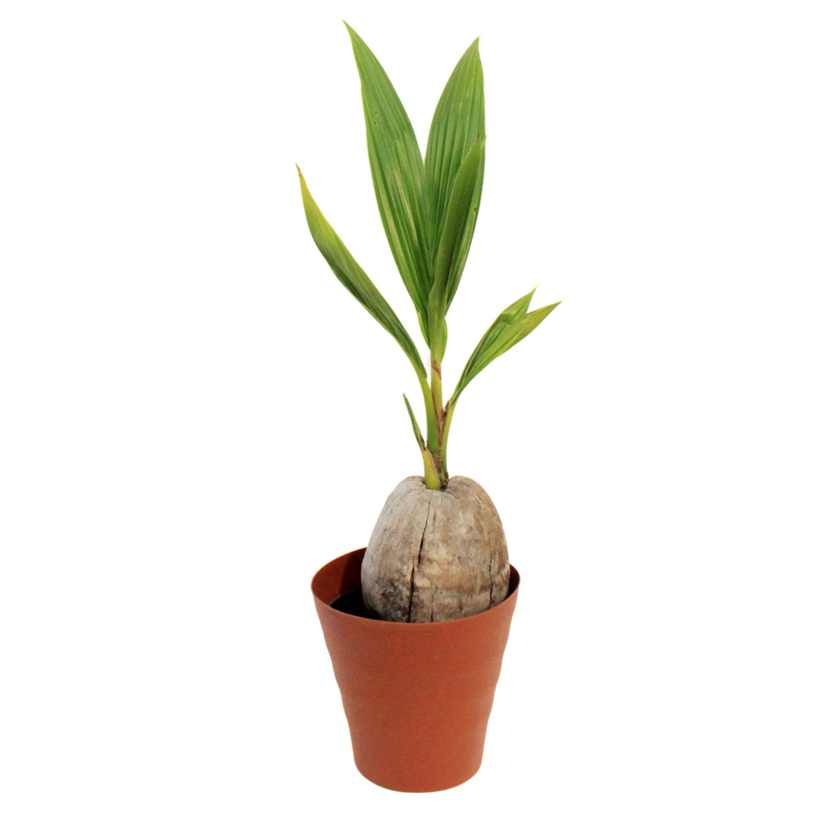 Palm, 6in, Coconut, Green Malayan Dwarf
