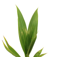 Load image into Gallery viewer, Palm, 6in, Coconut, Green Malayan Dwarf
