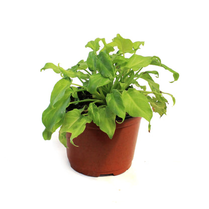 Philodendron, 6in, Xanadu Varigated