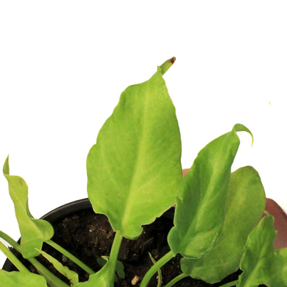 Philodendron, 6in, Xanadu Varigated