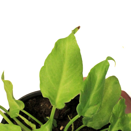 Philodendron, 6in, Xanadu Varigated