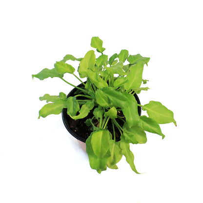 Philodendron, 6in, Xanadu Varigated