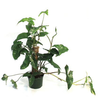Syngonium, 6in, Albo Variegata, Rare Totem
