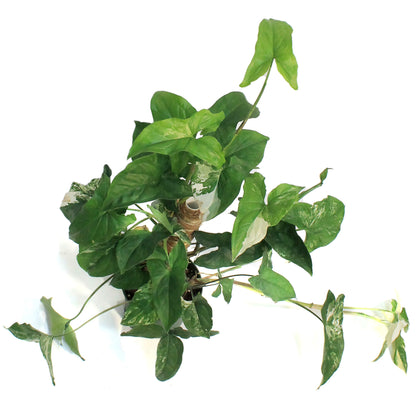 Syngonium, 6in, Albo Variegata, Rare Totem