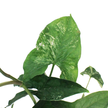 Syngonium, 6in, Albo Variegata, Rare Totem