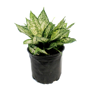 aglaonema spring snow flower Aglaonema, 8in, Spring Snow – Floral Acres Greenhouse & Garden Centre