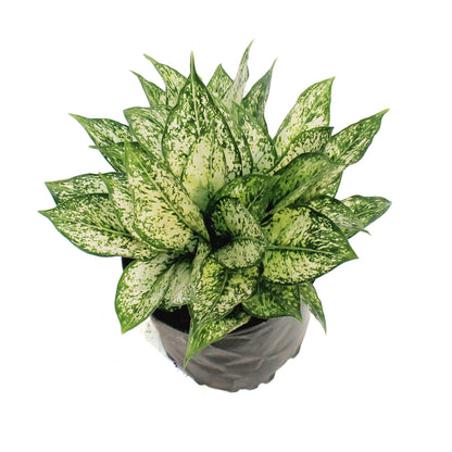 Aglaonema, 8in, Spring Snow