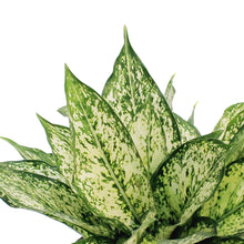 Load image into Gallery viewer, Aglaonema, 8in, Spring Snow
