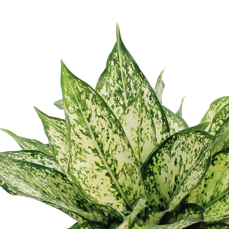 Aglaonema, 8in, Spring Snow