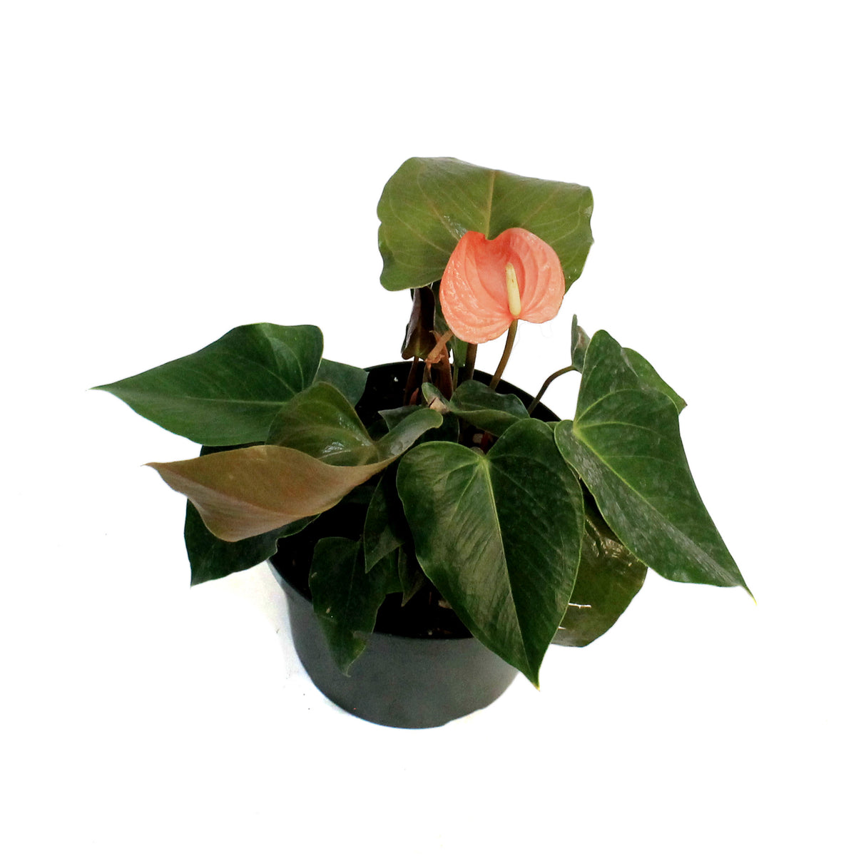 Anthurium, 8in, Arent You Orange