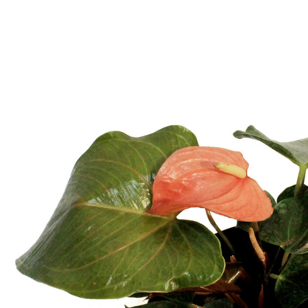 Anthurium, 8in, Arent You Orange