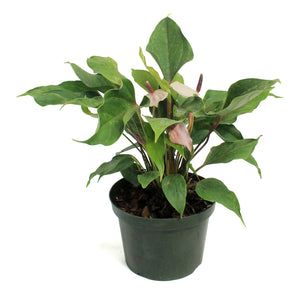 Anthurium, 8in, Miss June Purple