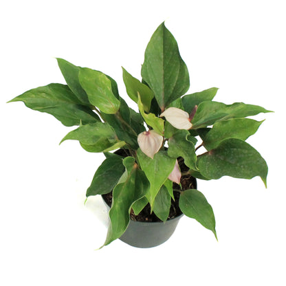 Anthurium, 8in, Miss June Purple