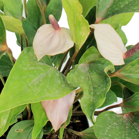 Anthurium, 8in, Miss June Purple