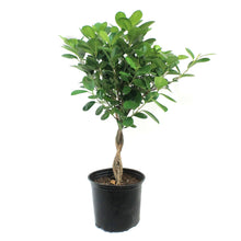 Load image into Gallery viewer, Ficus, 8in, Malcome Braid
