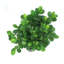 Load image into Gallery viewer, Ficus, 8in, Malcome Braid
