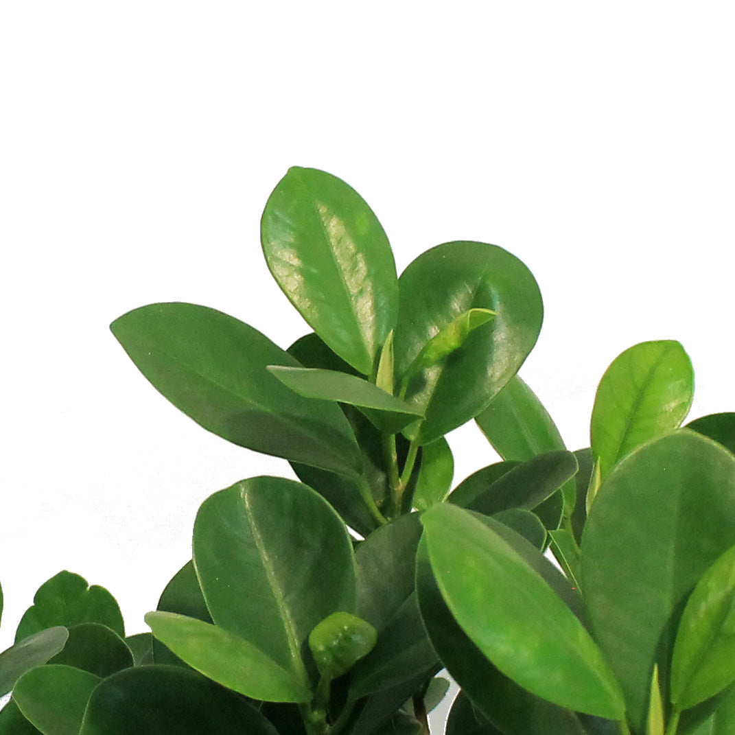 Ficus, 8in, Malcome Braid