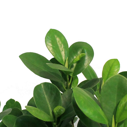 Ficus, 8in, Malcome Braid