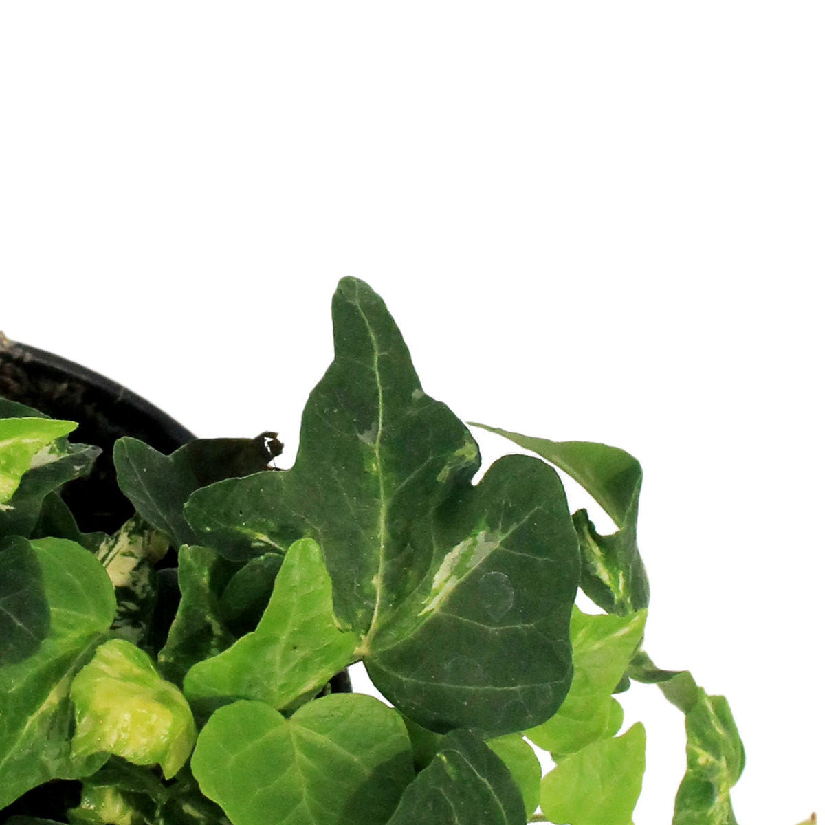 Ivy, 4in, Golden Ignot