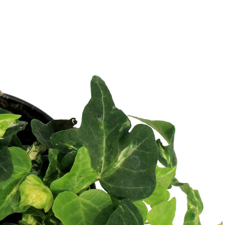 Ivy, 4in, Golden Ignot