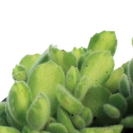 Succulent, 4in, Cotyledon Bear's Paw, Lemon Stripe