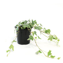 Load image into Gallery viewer, Ivy, 4in, Varigated White
