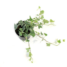 Load image into Gallery viewer, Ivy, 4in, Varigated White
