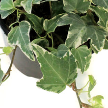 Load image into Gallery viewer, Ivy, 4in, Varigated White
