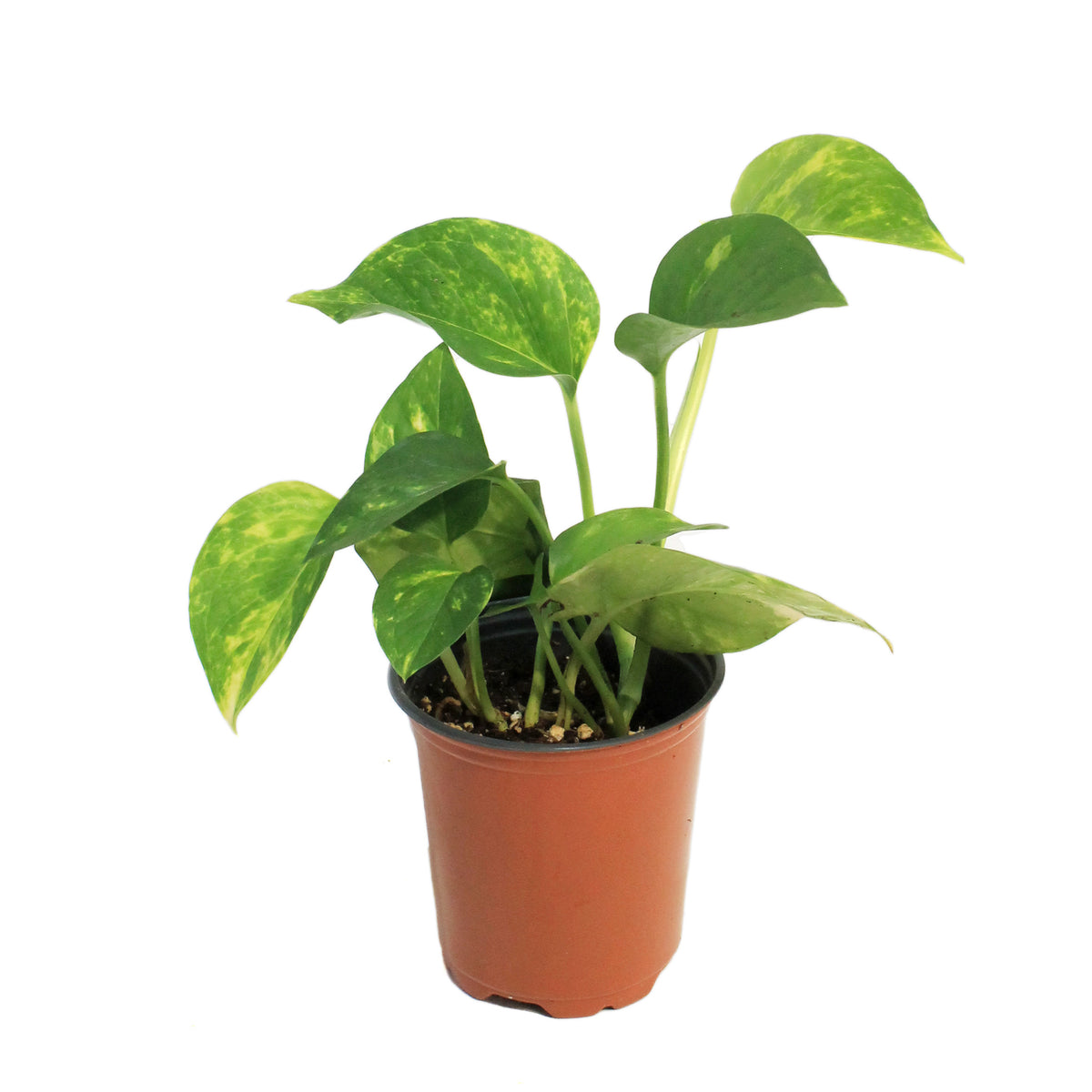 Pothos, 3.5in, Golden