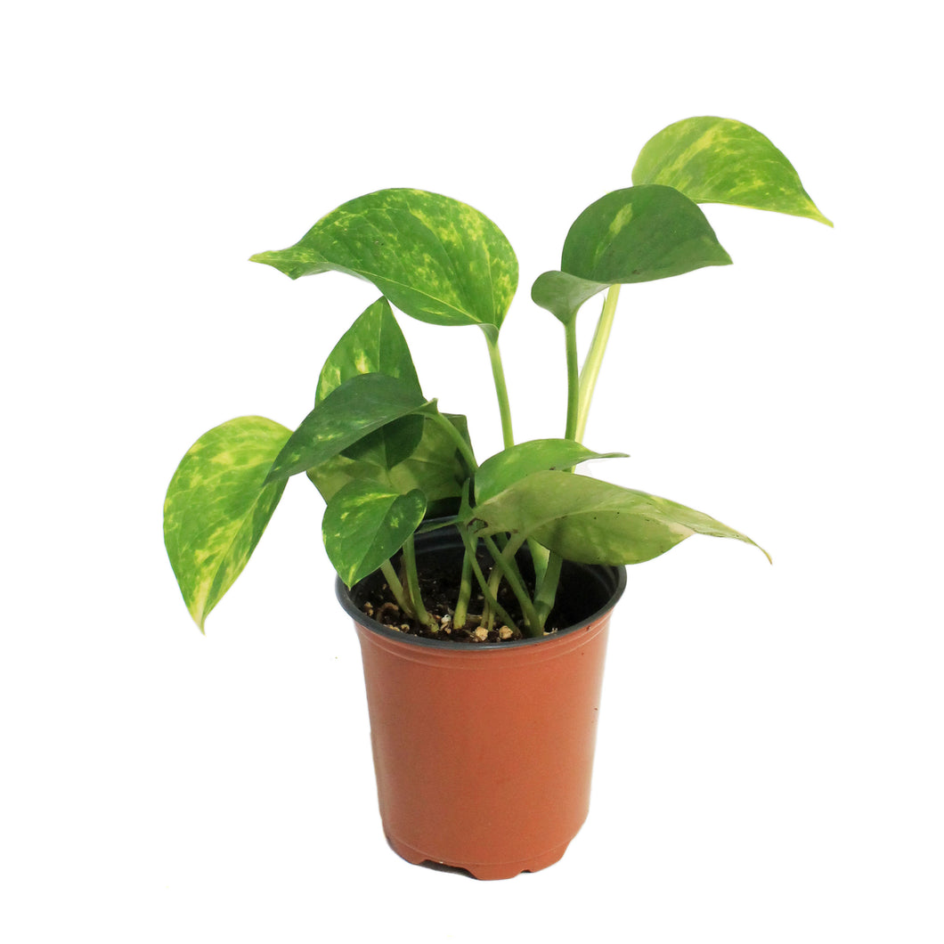 Pothos, 3.5in, Golden