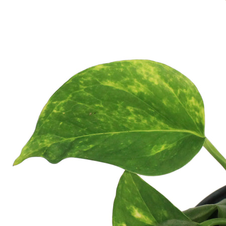 Pothos, 3.5in, Golden