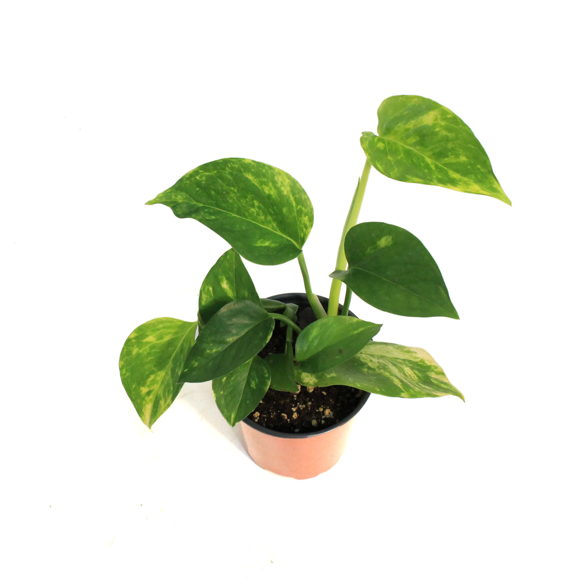 Pothos, 3.5in, Golden
