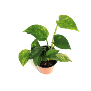 Pothos, 3.5in, Golden