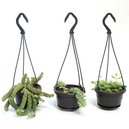 4in Succulent Hanging Basket, Assorted