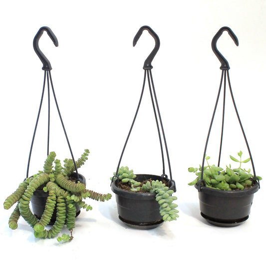 4in Succulent Hanging Basket, Assorted